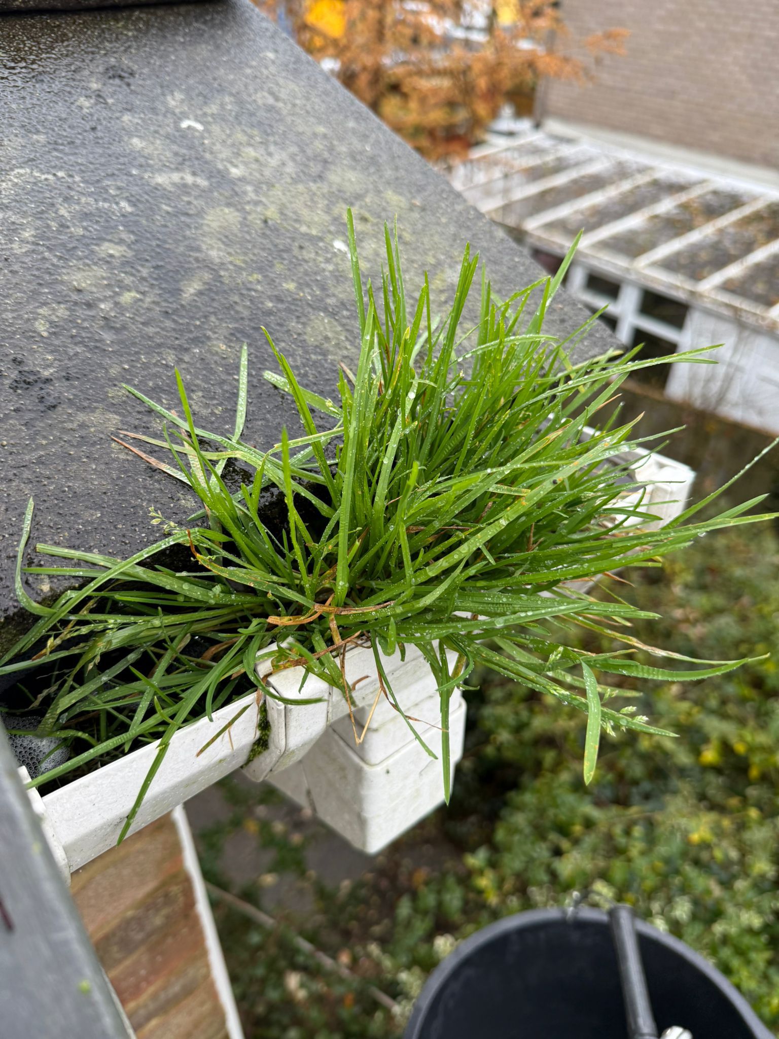 Blocked gutter downpipe in Ealing